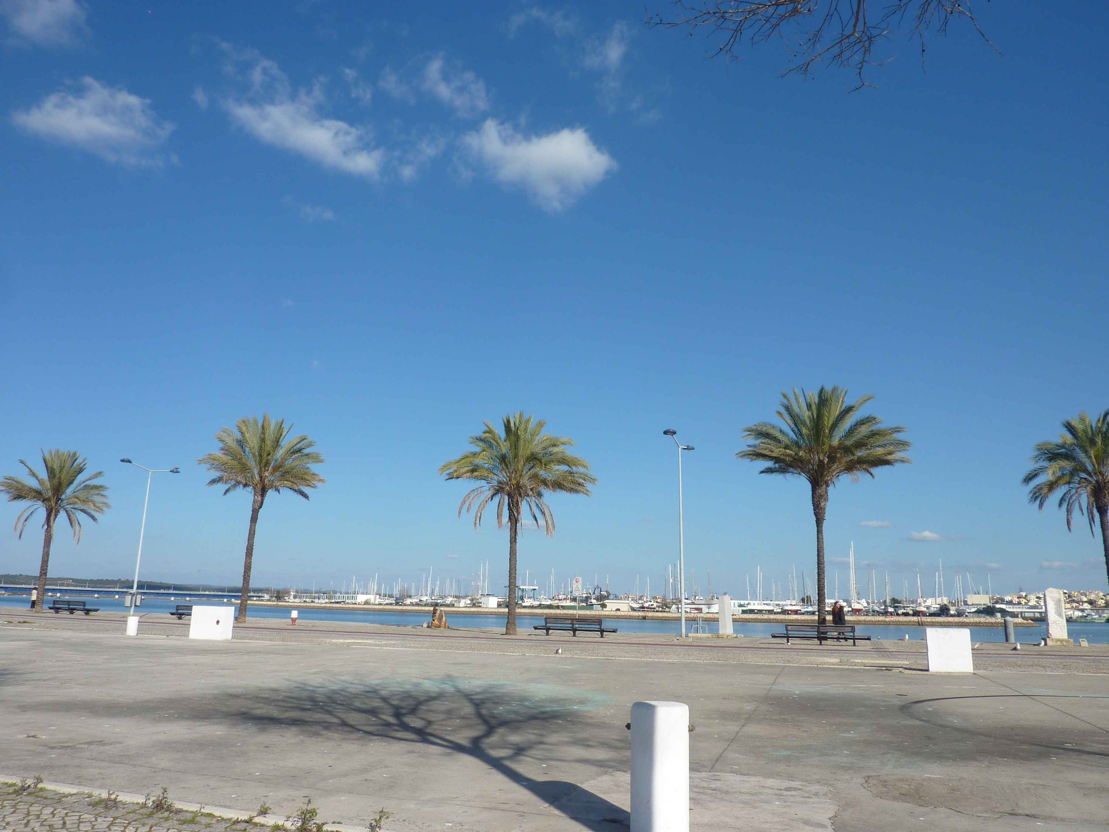 Palmiers Et Promenade Sur Les Quais De Portimao Algarve