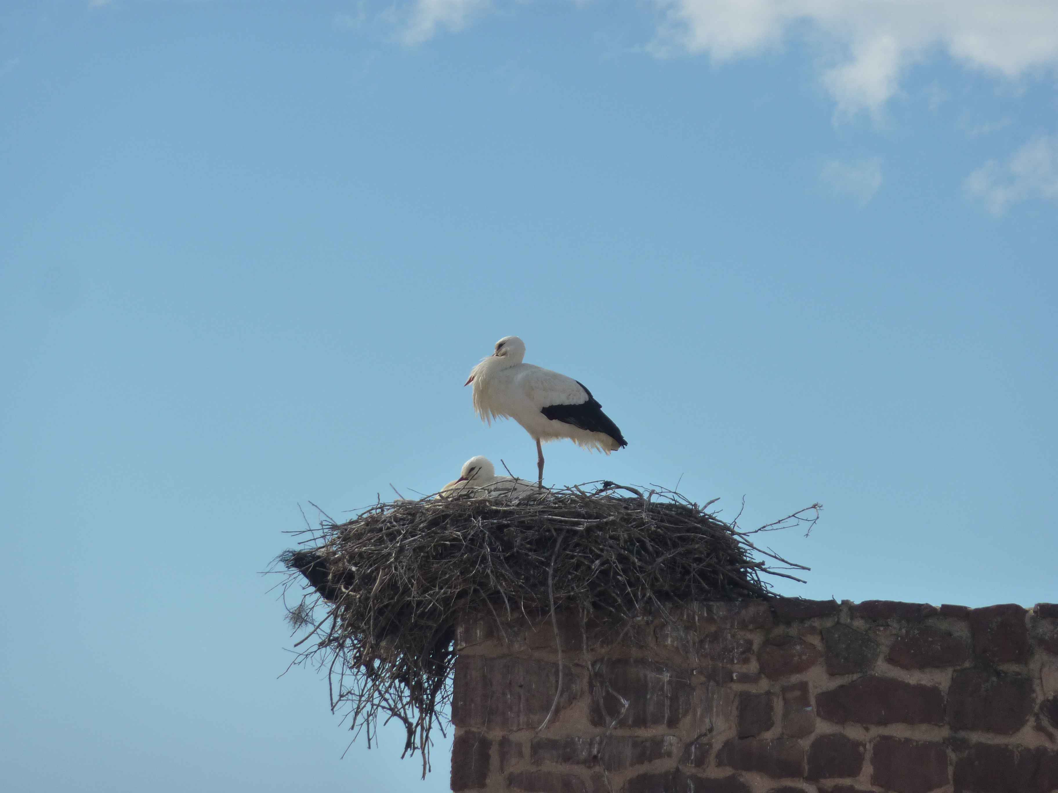 Photos de Et Une Cigogne En Algarve Ahahah